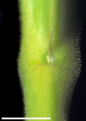 Veronica pubescens subsp. rehuarum. Leaf bud with small, round sinus. Scale = 1 mm.
 Image: W.M. Malcolm © Te Papa CC-BY-NC 3.0 NZ